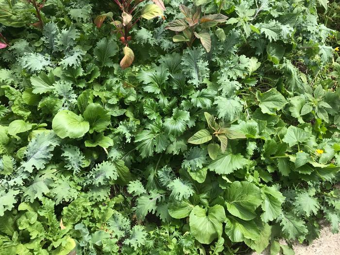 Volunteer greens going crazy