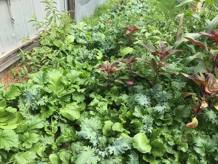 More volunteer greens - there’s actually a path under there somewhere