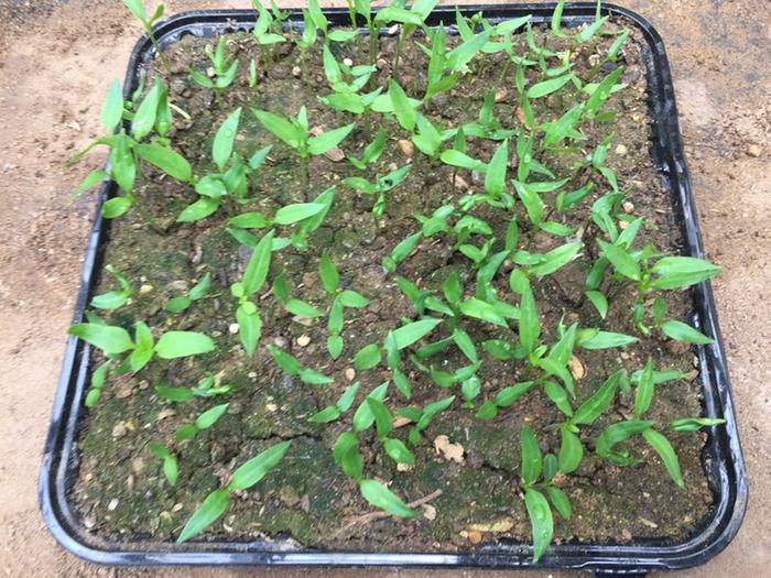 [Thumbnail for bell-pepper-sprouts.JPG]