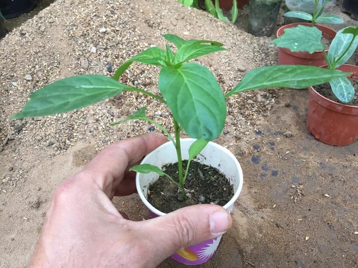 [Thumbnail for Bell-pepper-seedling.JPG]