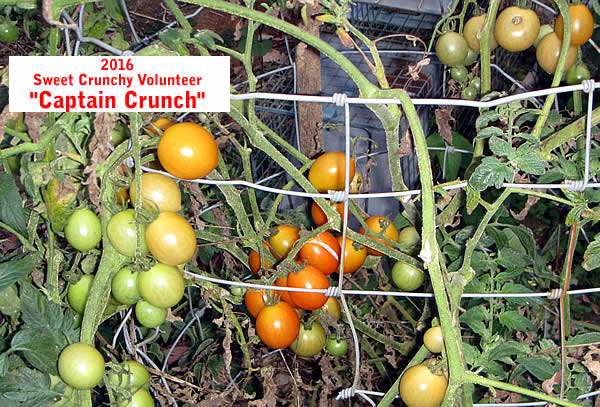 "Captain Crunch" tomato from Lofthouse seeds 