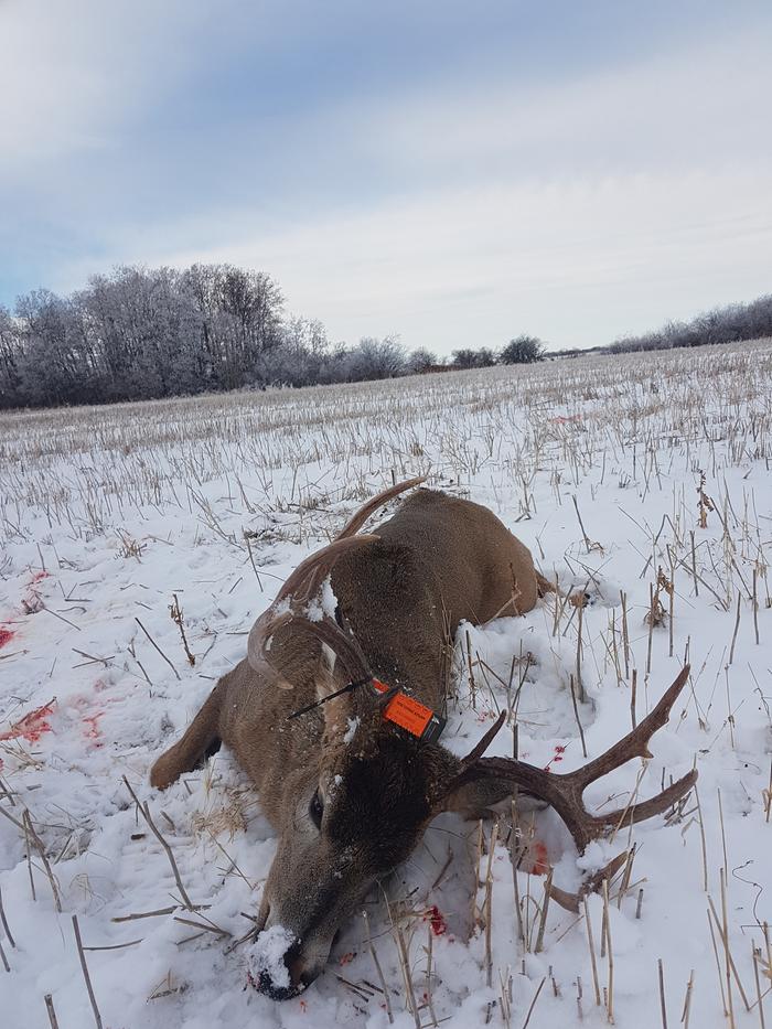 Nice 10 point