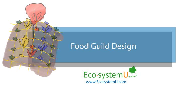 [Thumbnail for EcosystemU_CourseCard_FoodGuildDesign.png]