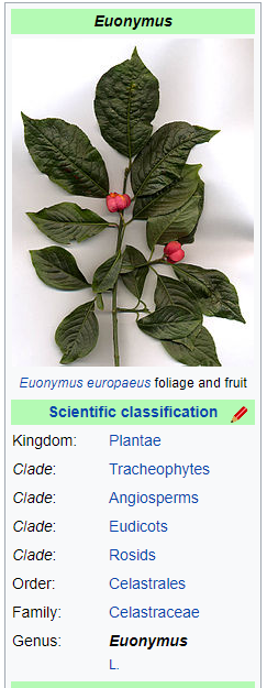 wintercreeper classification from Wikipedia