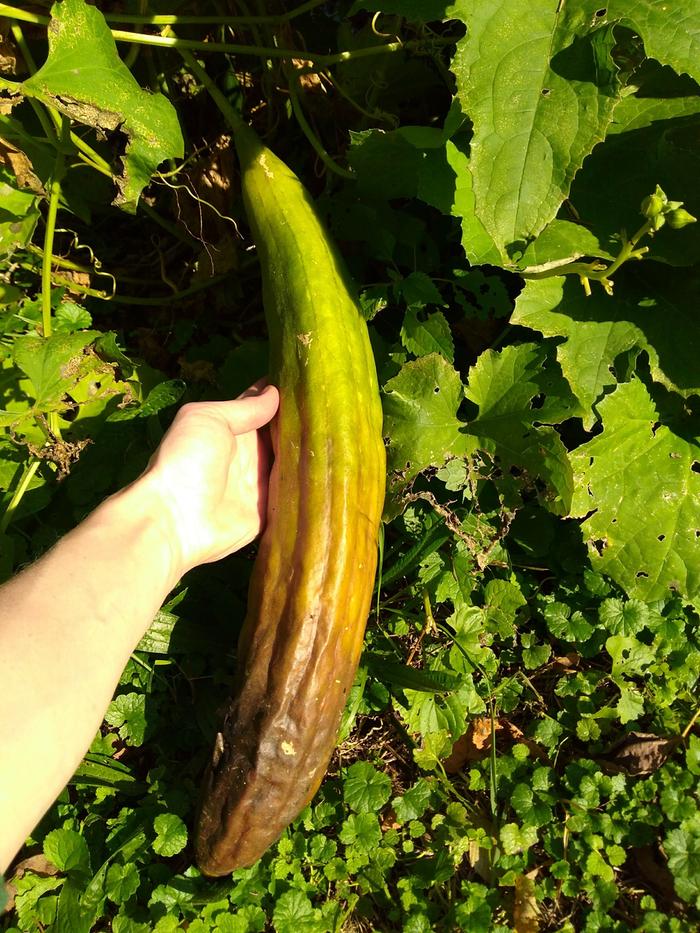 Luffa starting to turn brown - best to wait to harvest until whole fruit is yellow or brown