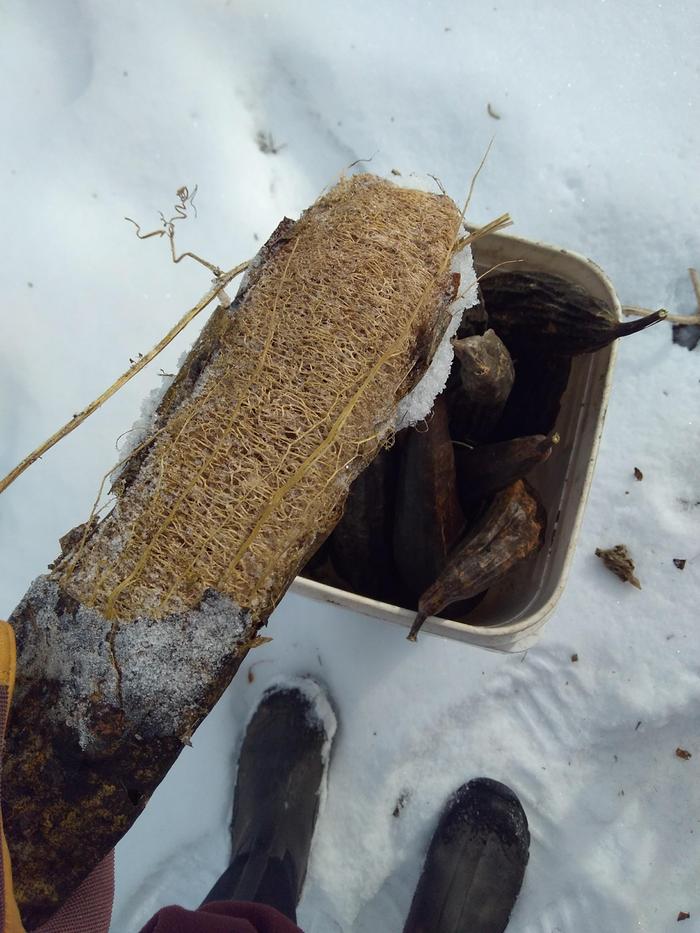 Partially peeled luffa with snow in the background