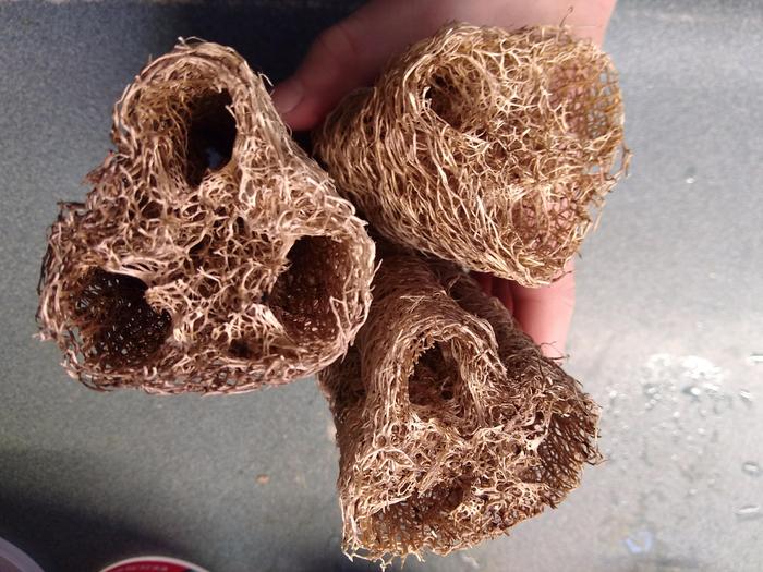 Cross section view of 3 pieces of luffa