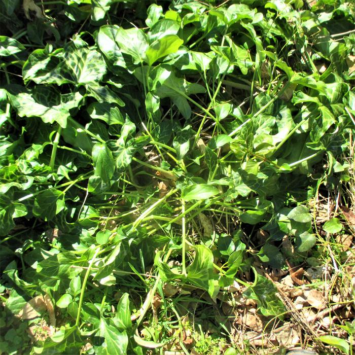 [Thumbnail for IMG_7993-(2).JPG]