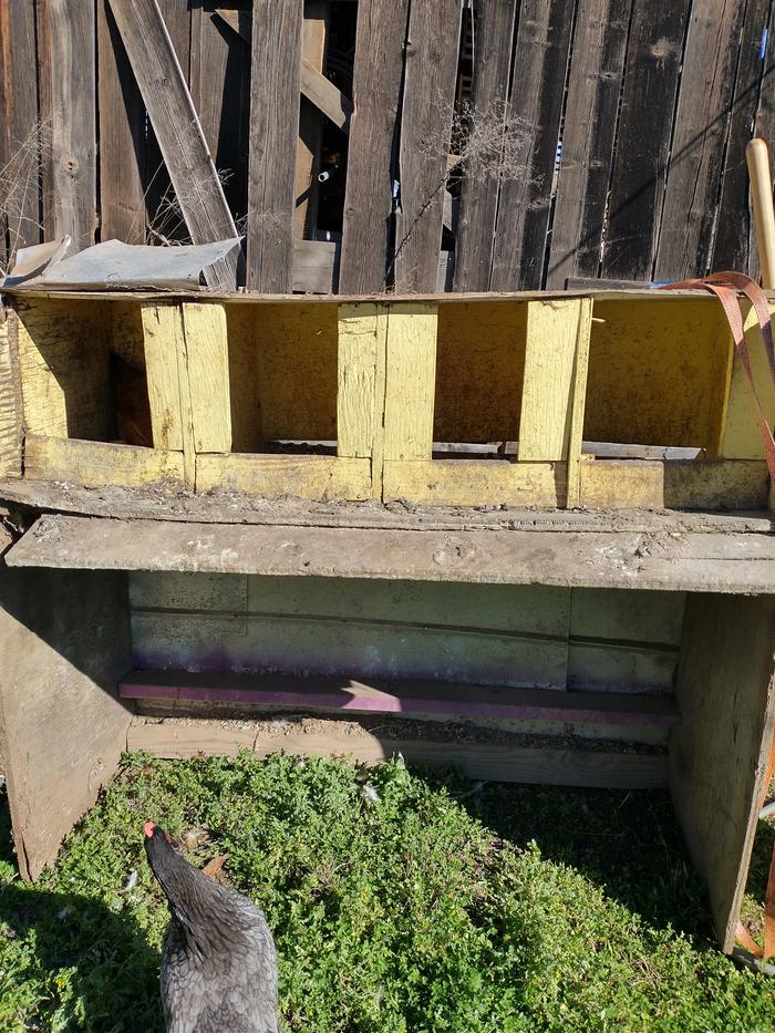 The old nesting boxes. chickens still using it in the yard.