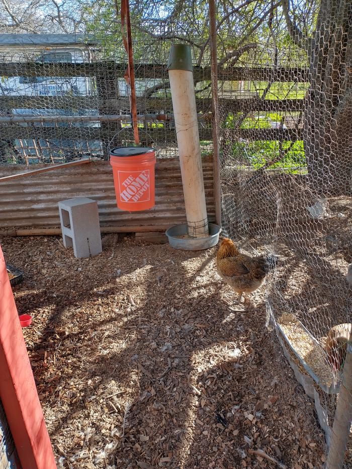 happy hen with details of run equipment