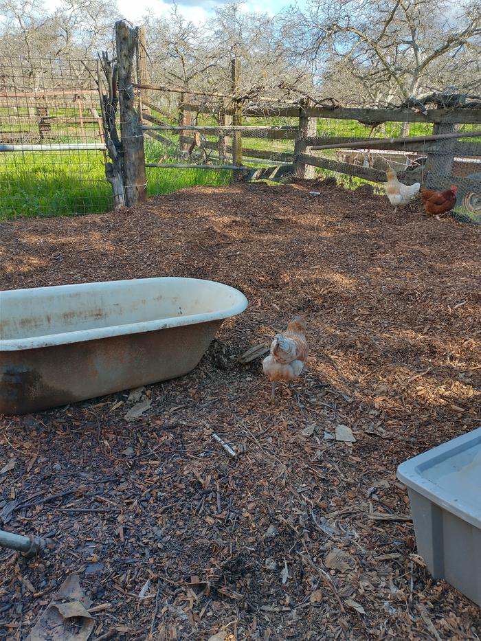 chicken yard and woodchips