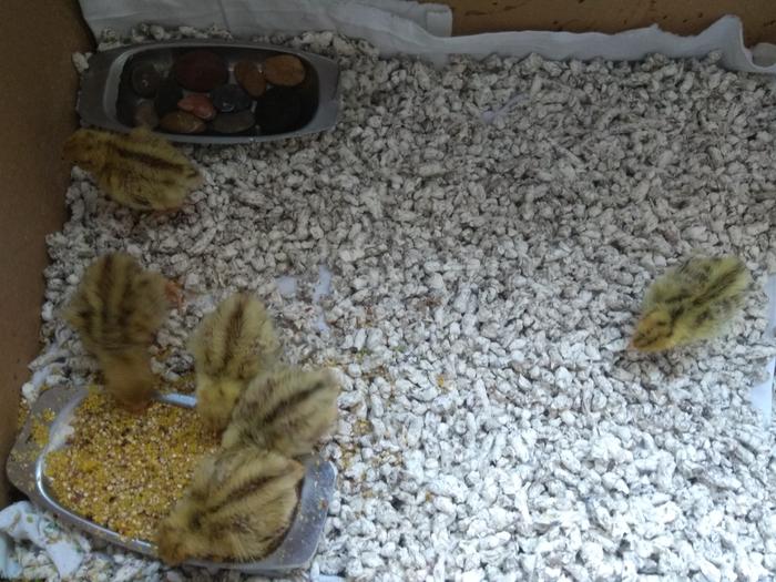 Six coturnix quail chicks