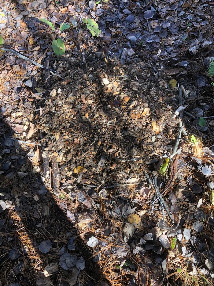 It’s hard to see, but I put down an inch or two of wood chips, then a layer of broken sticks from right around, and then another two inches of wood chips atop that. 