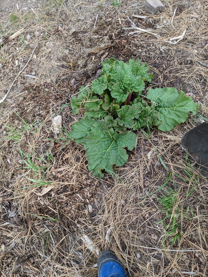 Rhubarb 