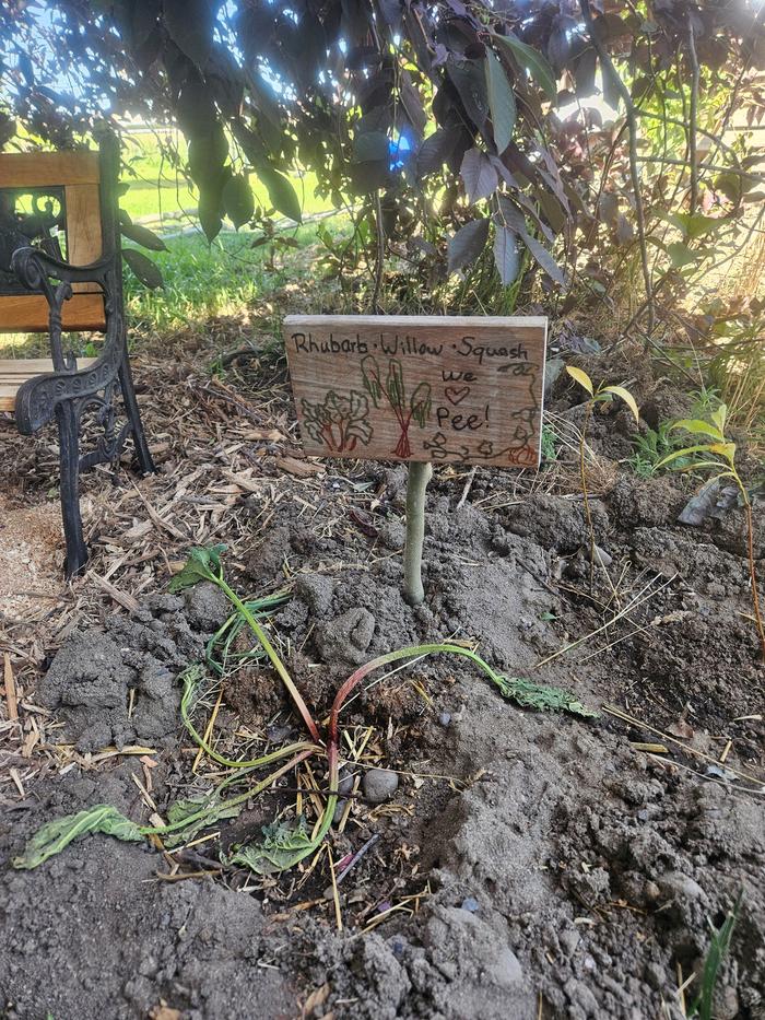 A cute little sign nearby denotes the willows and rhubarb and squash I planted. "We love pee!"