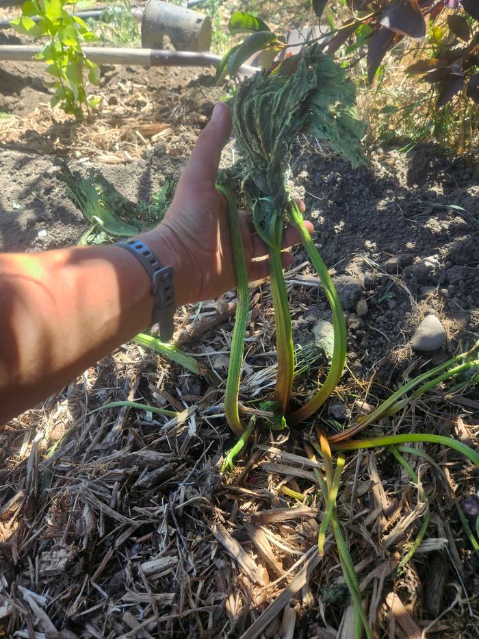 The rhubarb crown I transplanted was larger than 18 inches when it was dug up. It will recover in a few weeks, tho now it looks sad. Gove it some magical pee and...