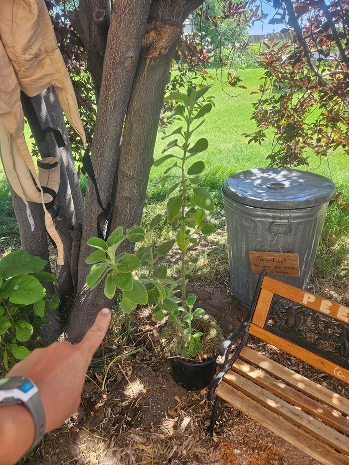 My squash plants were frozen a few weeks back. I restarted them. Butbin the meantime, my annual vines are also a perennial, if I take them inside in the winter. It's blue spur flower, aka, the Charmin of the garden for us girls who wipe!! 