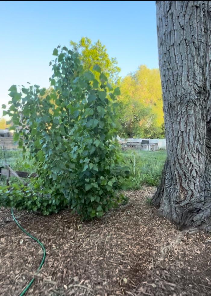 Letting trees establish