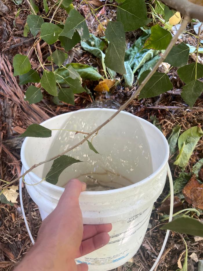 Watering Comfrey