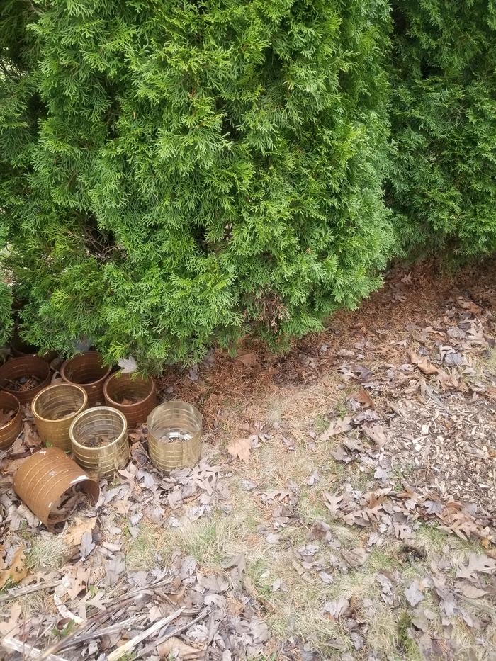 before (i rust bottomed out coffee cans to protect young seedlings from the bunnies)
