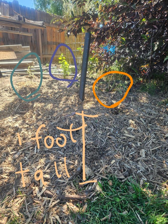 Here is the finished hole, filled with wood chips that overflow, up to a foot higher than my grass. 