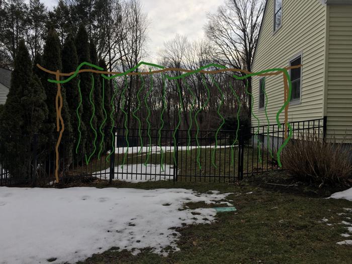 four-foot see-through metal fence with wide gate. Sketched in are two posts to either side of gate with a crosspiece, and the vine is growing up the right post, across the top, and hanging foliage down as a curtain
