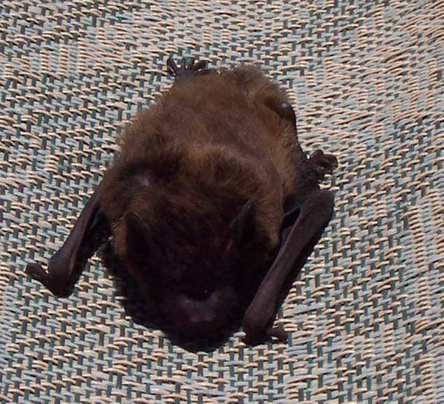 napping bat