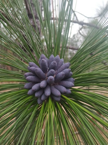 long leaf pine pollen
