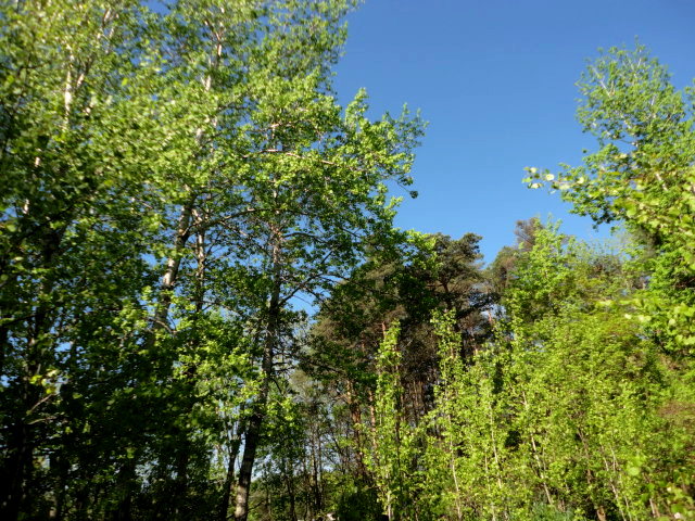 A fresh new suit of poplar leaves ready to take on the world.