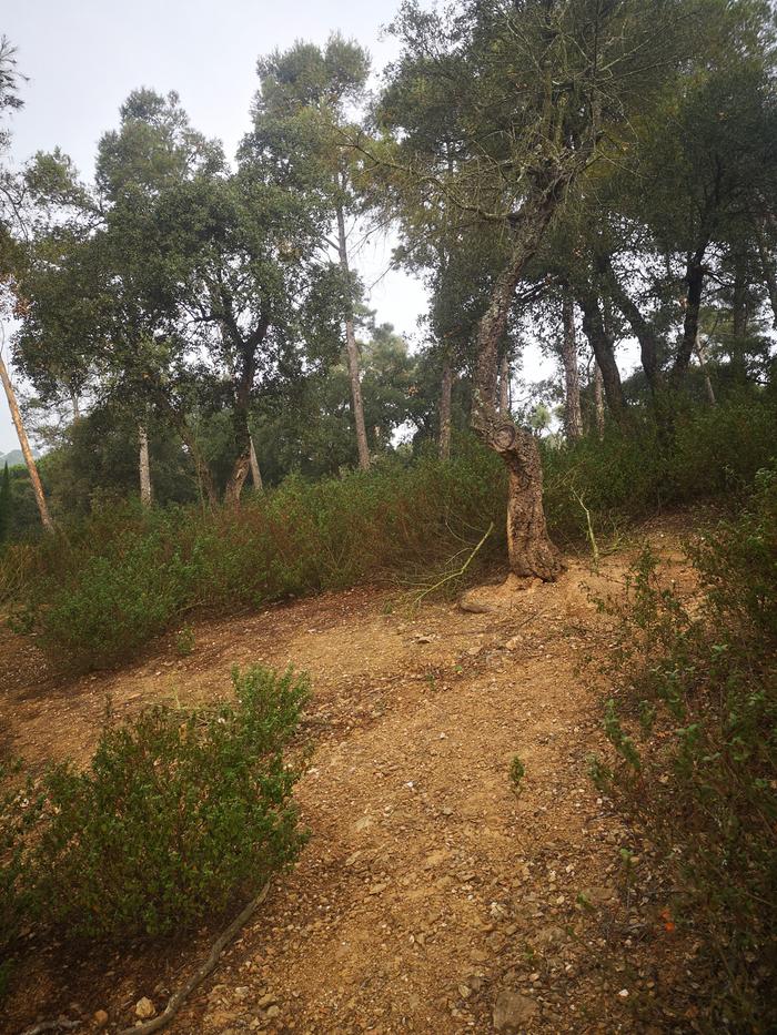 up close image where you can see the soil and shrubs as well as incline of hill