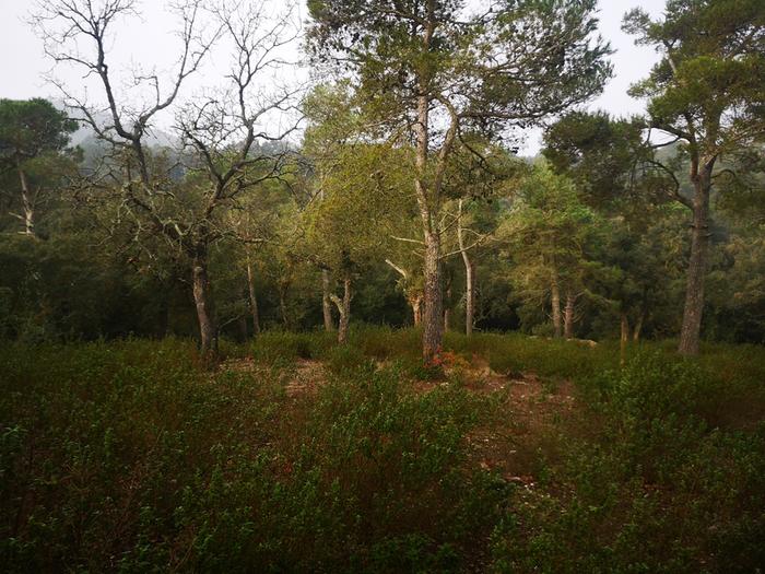 other half of potential food forest area. however this side the ground in extremely rocky.