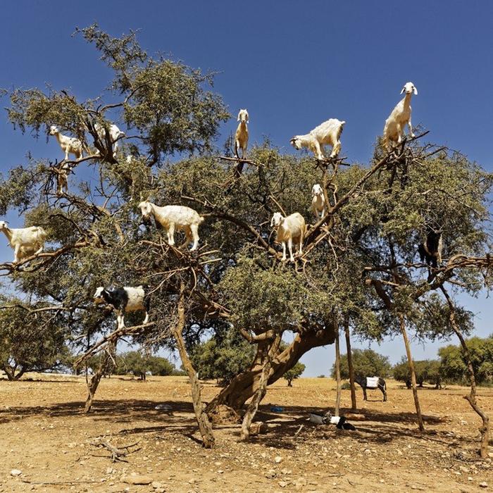 goats in a tree!