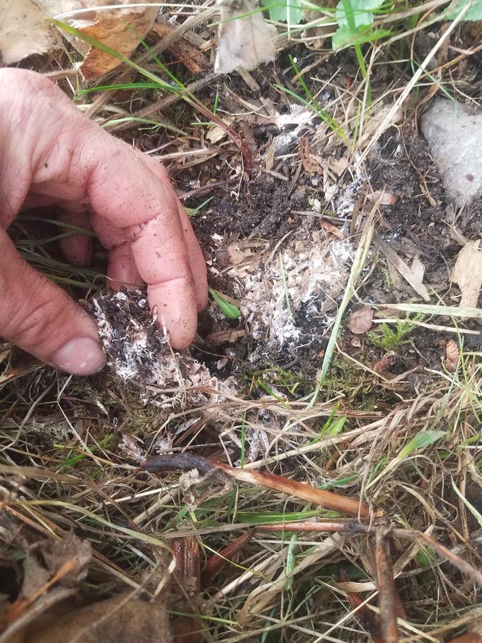 I pulled back some mulch and found a thick mat of mycelium. Good stuff