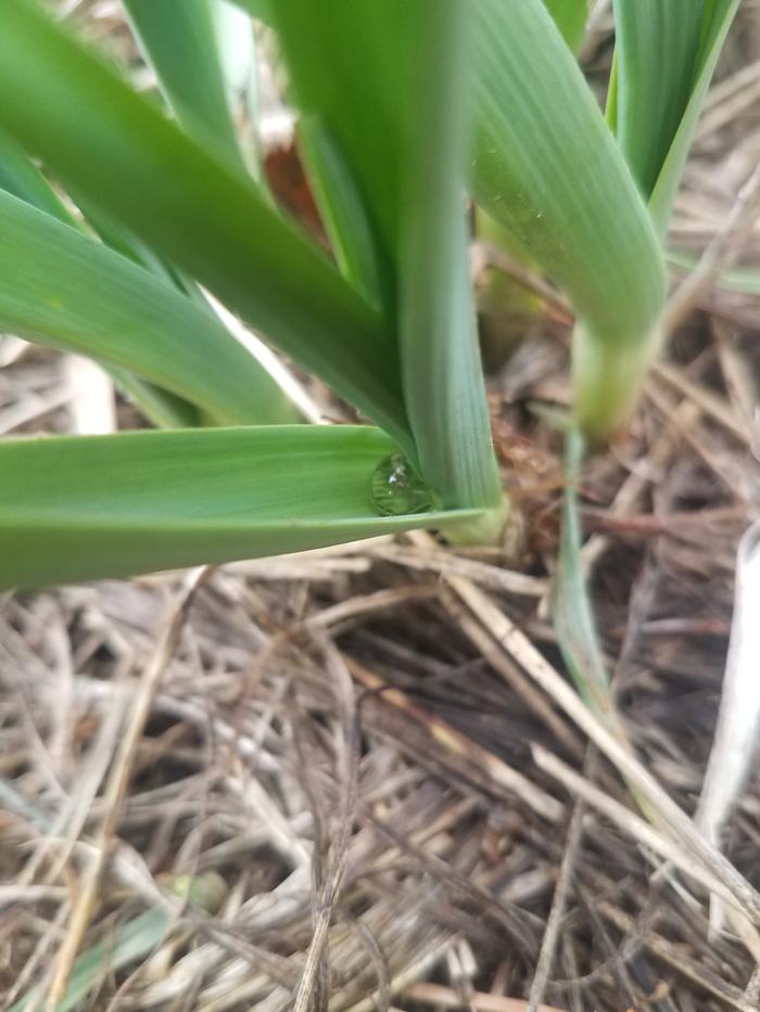 Got a pic of a big drop of water trapped and suspended in a garlic shoot