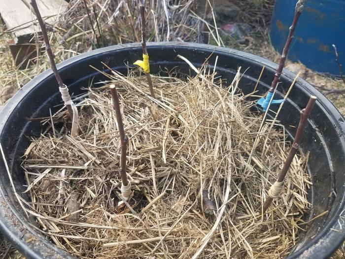 Five rootstocks with roots, grafted with 3 Calville and 2 spys. Josiah did the two leftmost, I did the ones on the right