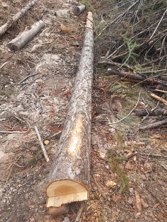 Most of the log was unpeeled