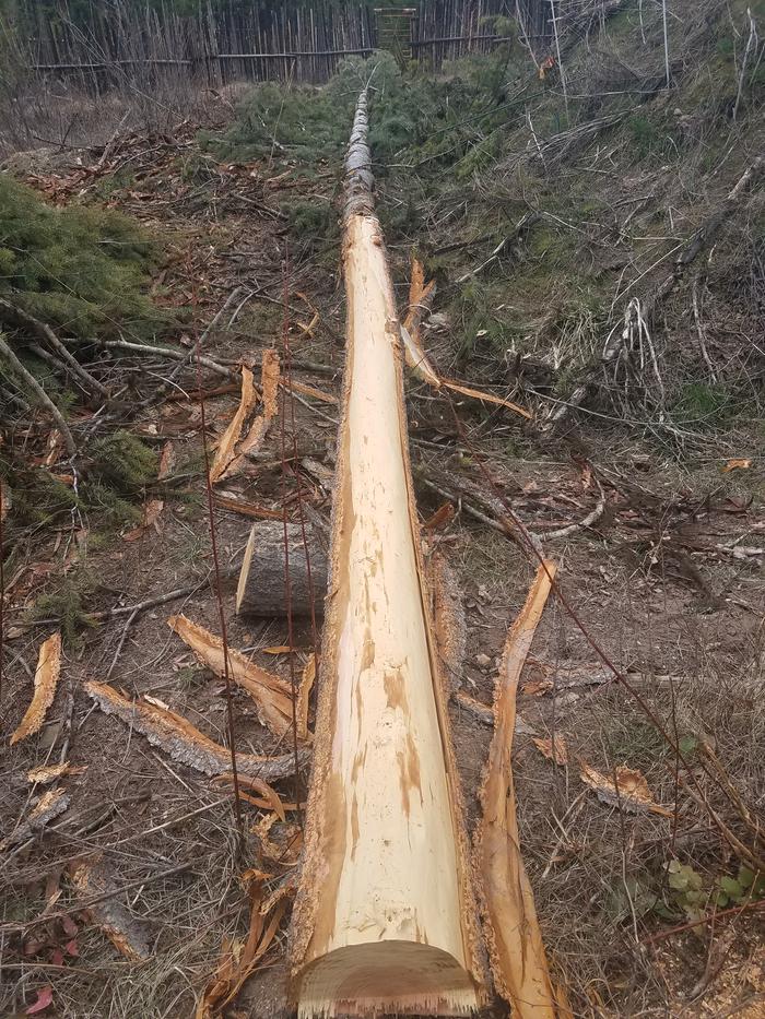 The bark almost fell off with the spring sap flow