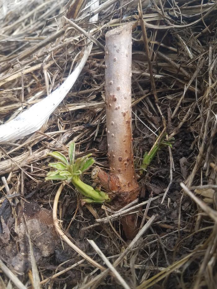 Elderberry is showing new growth