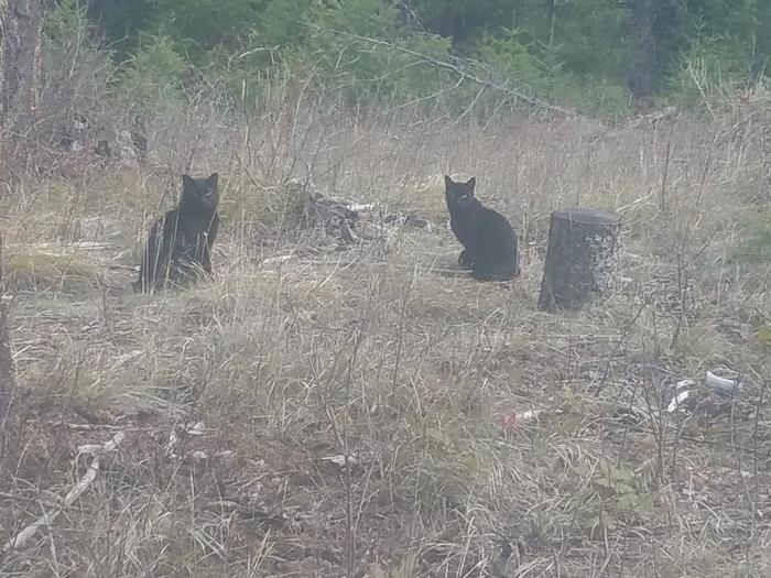 Bear on left, Bella on right