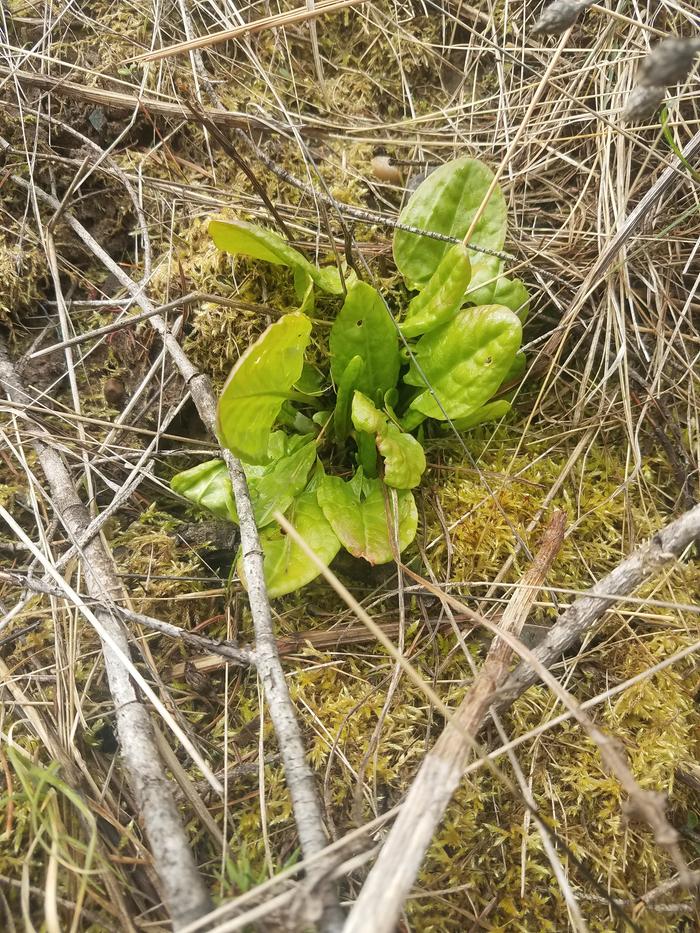 Looks like spinach to me