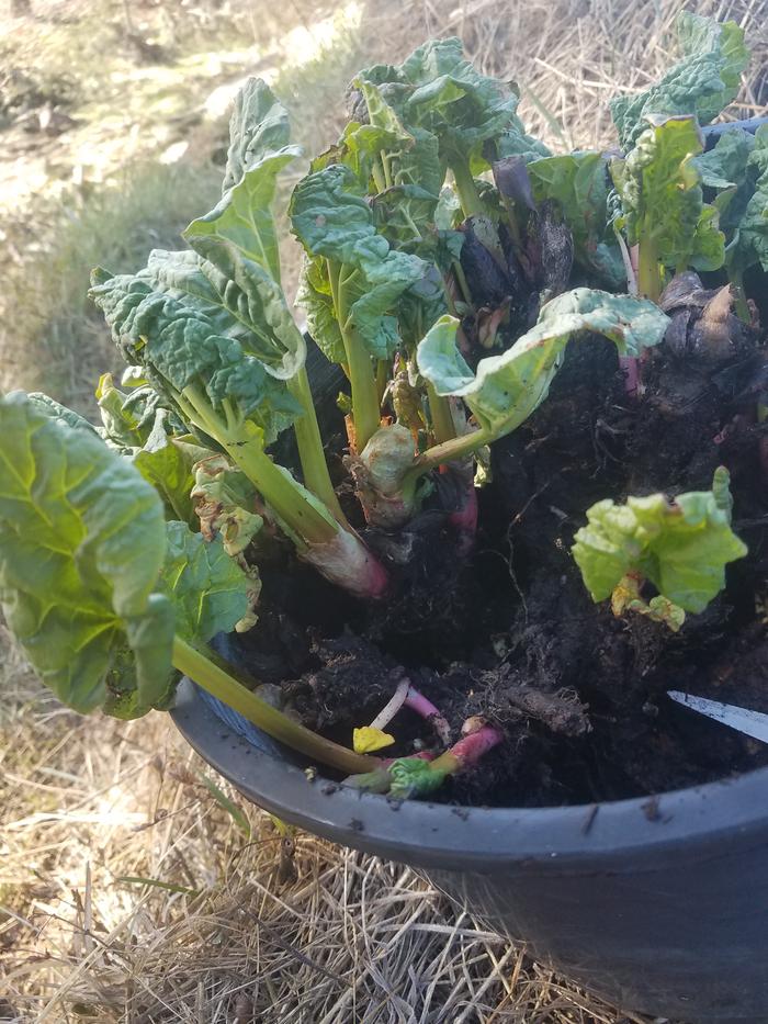 I split the one big root into about eight plants