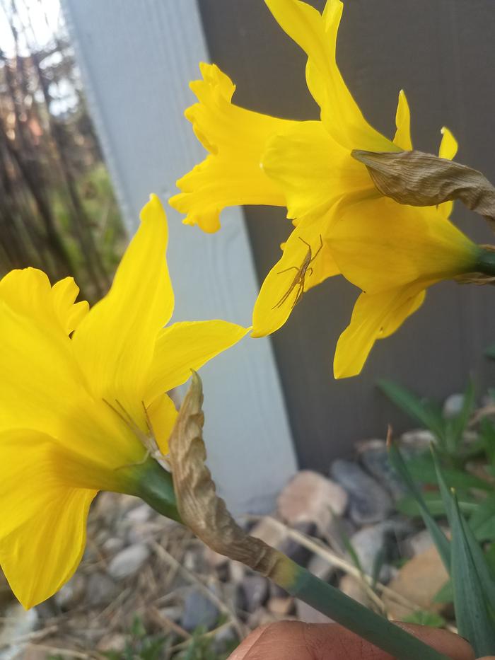 Daffy and Dill delight in downing dinner