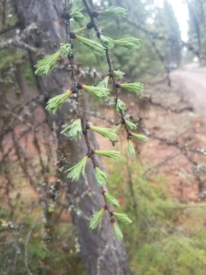 The larch,,, the larch. The larch is leafing out. 