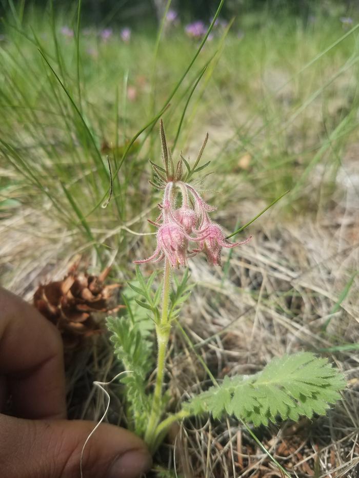 These fuzzy pink ones haven't opened yet