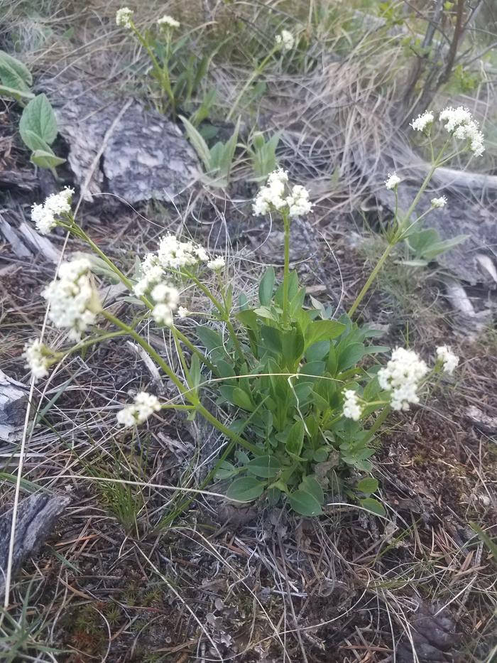 These smell a bit like honeysuckle 