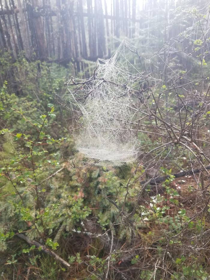 On our morning walk we marveled at the intricate webs the mist had revealed. Then we realized we are surrounded by spiders