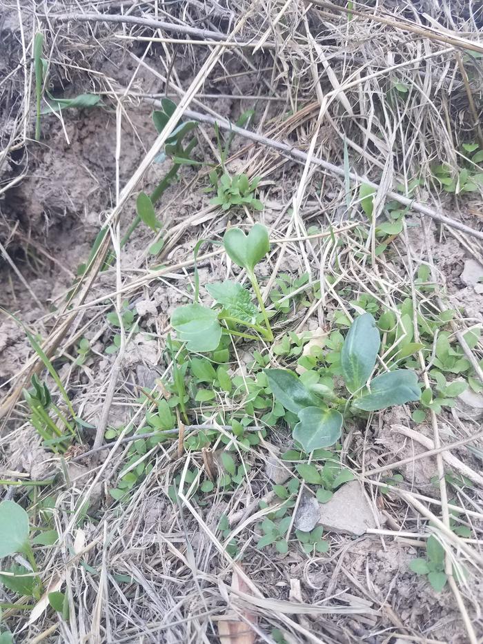 Sprouts at the top of the hugel, north side. Looks like a mustard, tastes spicy