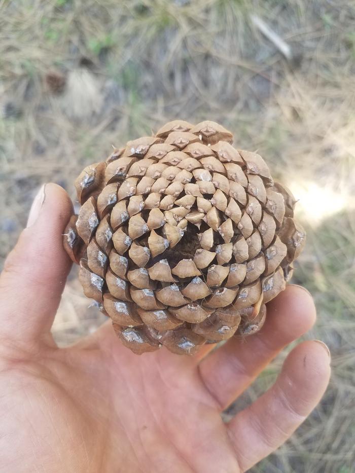 Looking at patterns this week. I found a spiral in this pine cone.