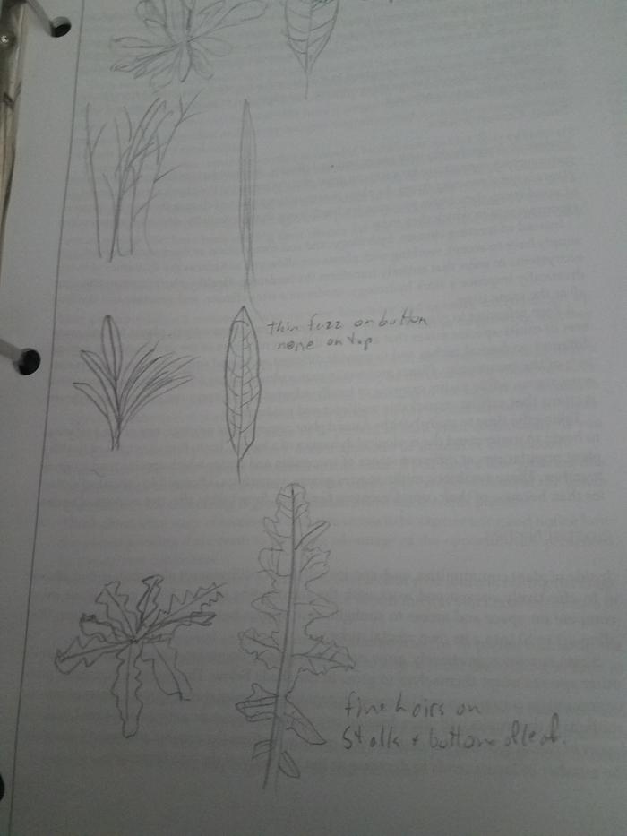 I drew a mullen, grass, comfrey, and a knapweed(I think)