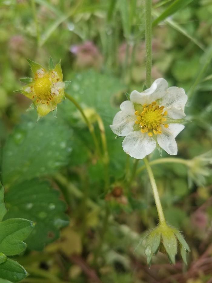 The one on the left has lost its petals, it should start to swell and grow into the fruit.